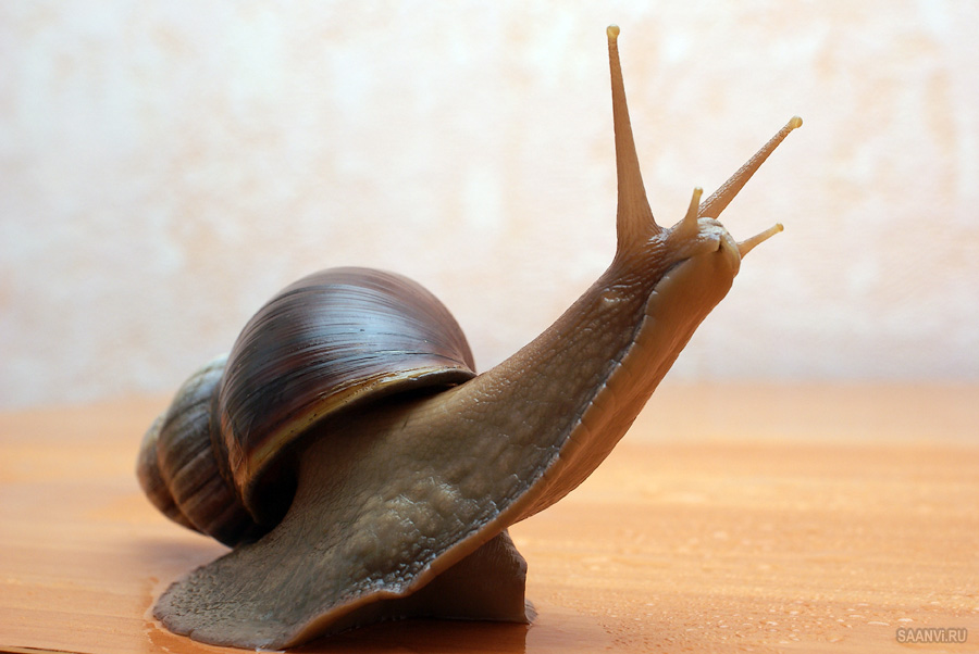 http://www.saanvi.ru/img/achatina/achatina23.jpg